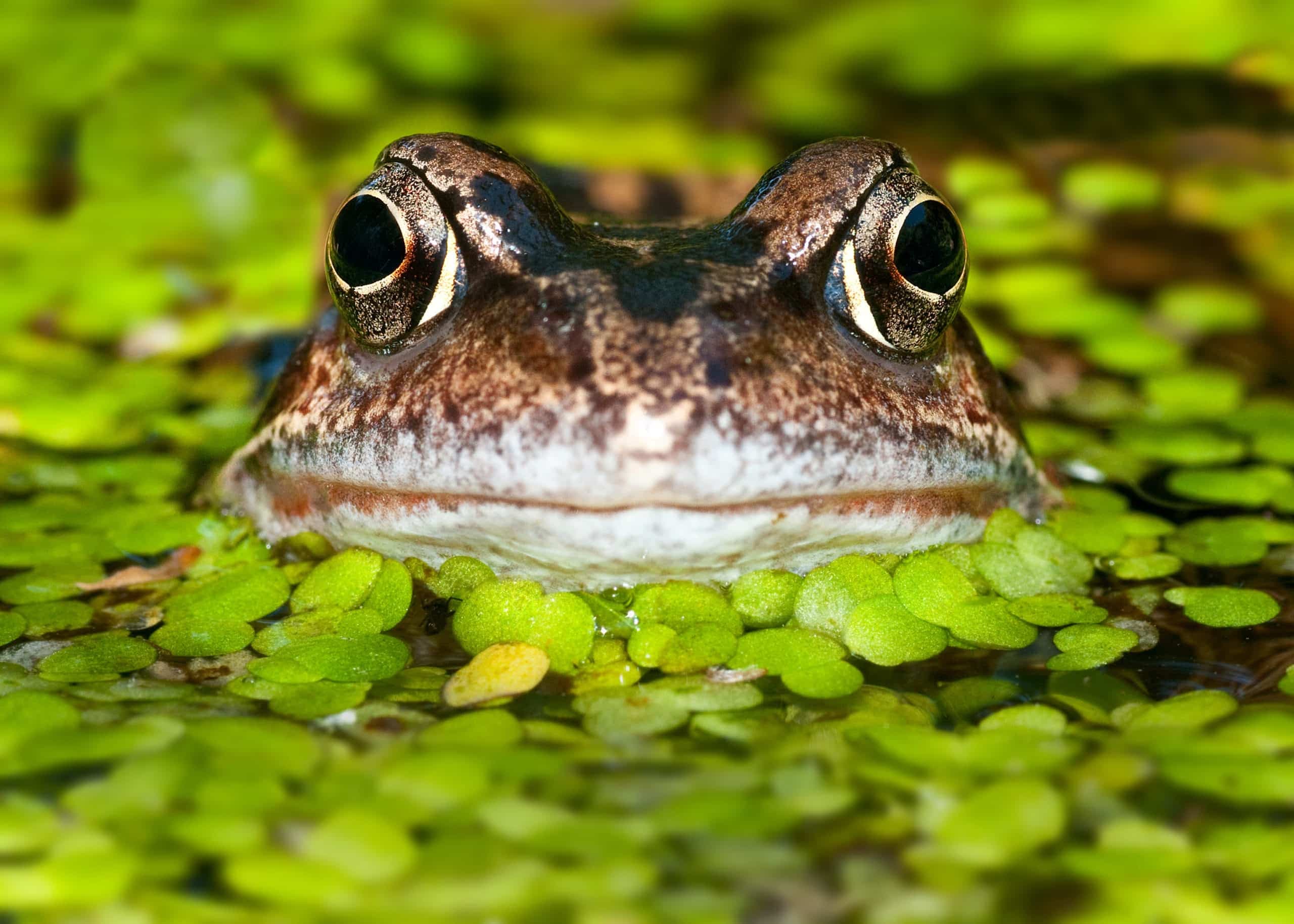 Frog in pond
