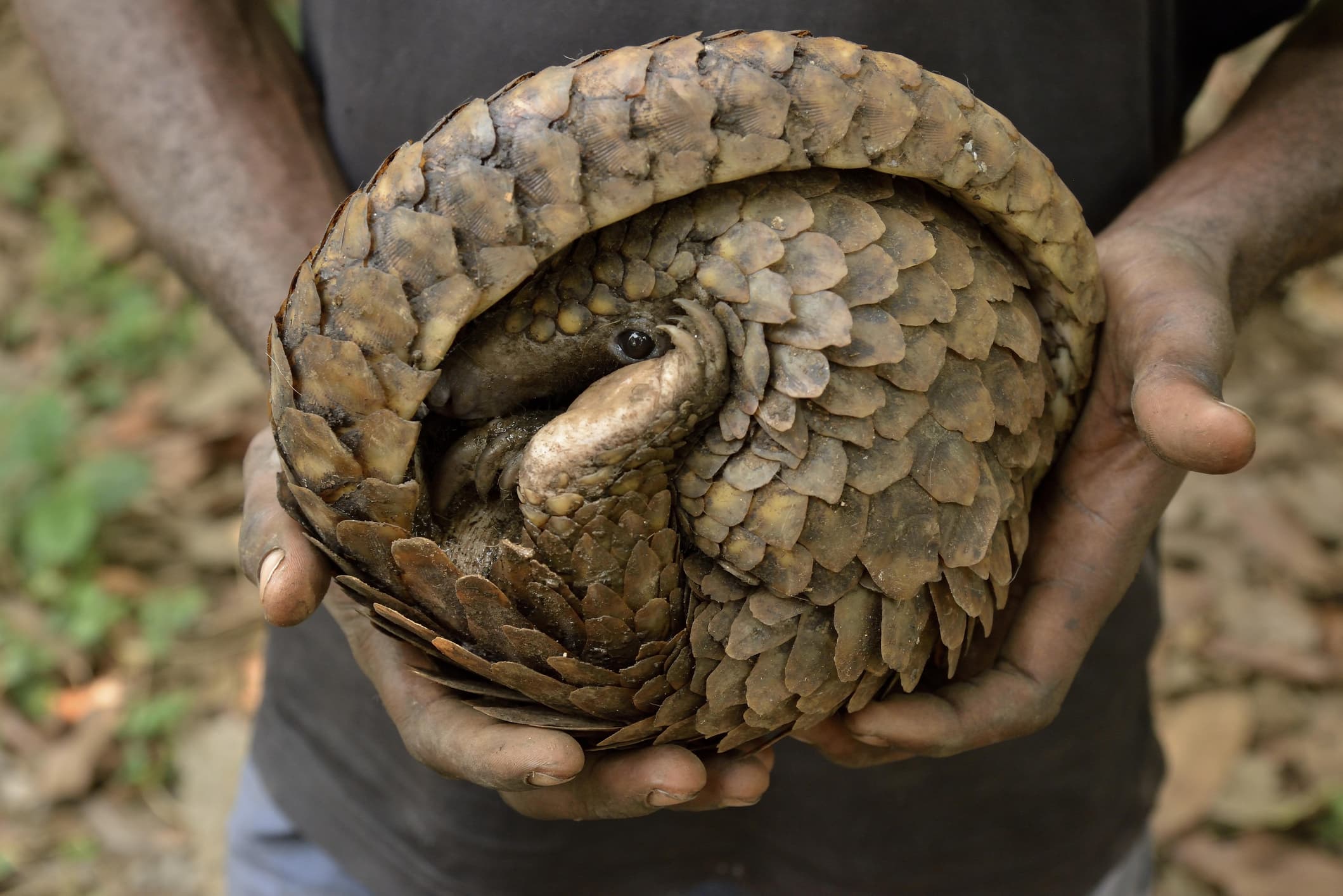 Long-tailed pangolin (Phataginus tetradactyla) in the hands of a poacher, bushmeat, Mangamba, Littoral Province, Cameroon